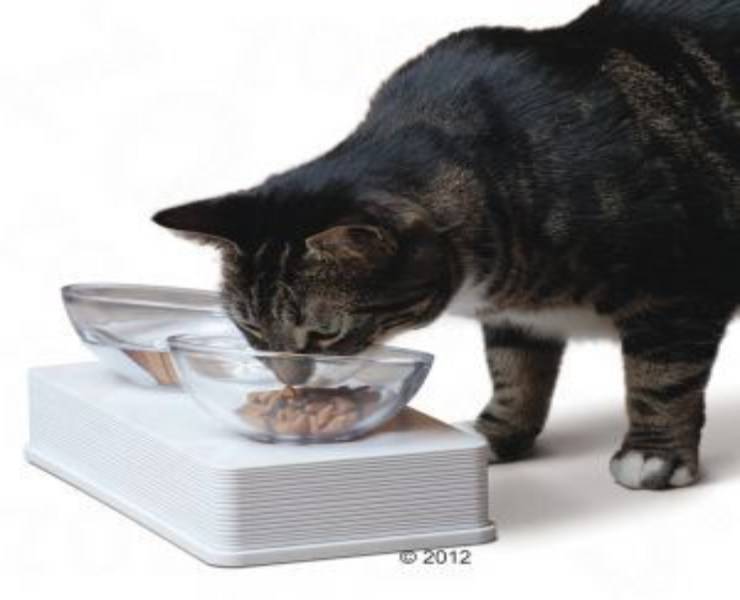 Micio mangia dalla ciotola