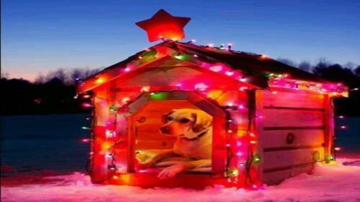  Decorare la cuccia del cane per Natale