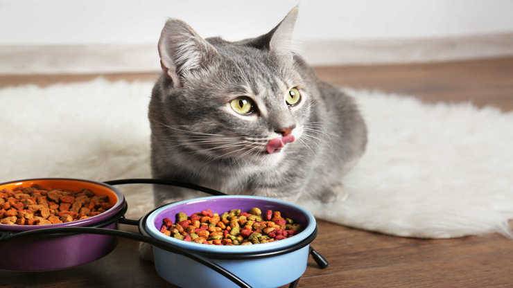 zuppe per gatti ricette