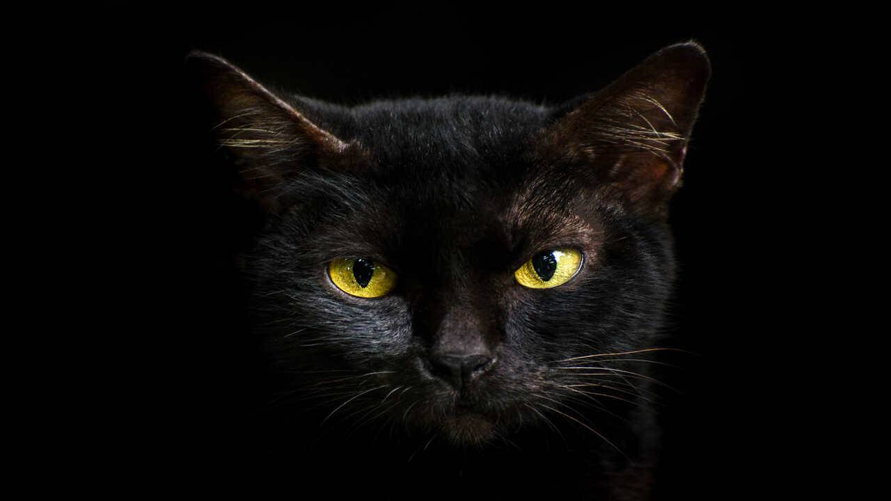 perché il gatto ci fissa mentre dormiamo