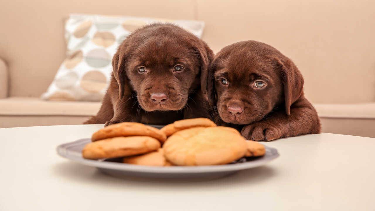 Cagnolini davanti a piatto di biscotti ricette cani semi di lino