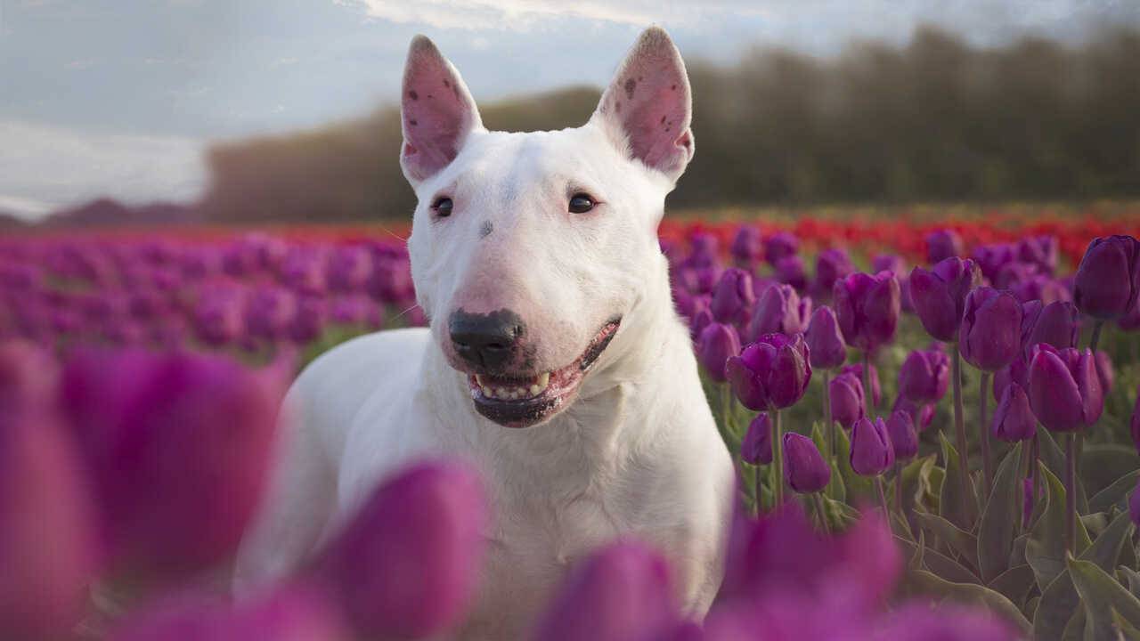 razze cani inglesi