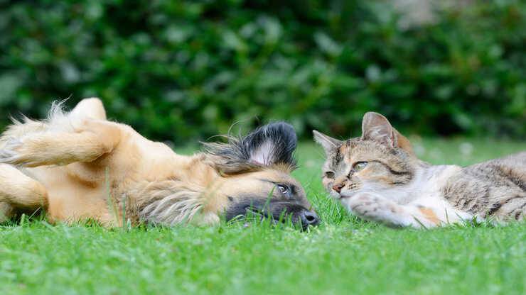 primo incontro cane gatto