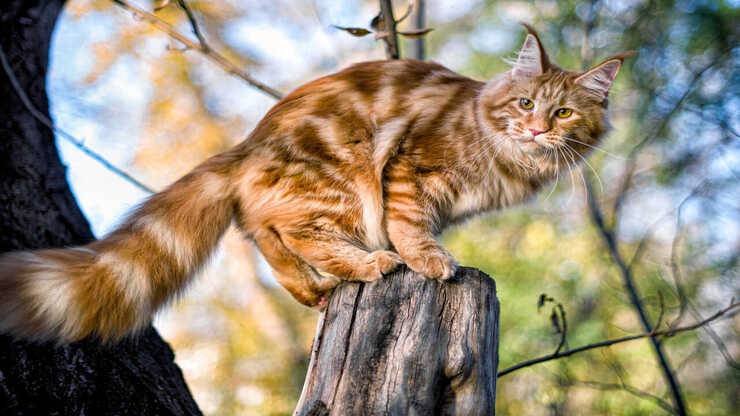 gatto rosso su un albero aiutare gatto scendere albero