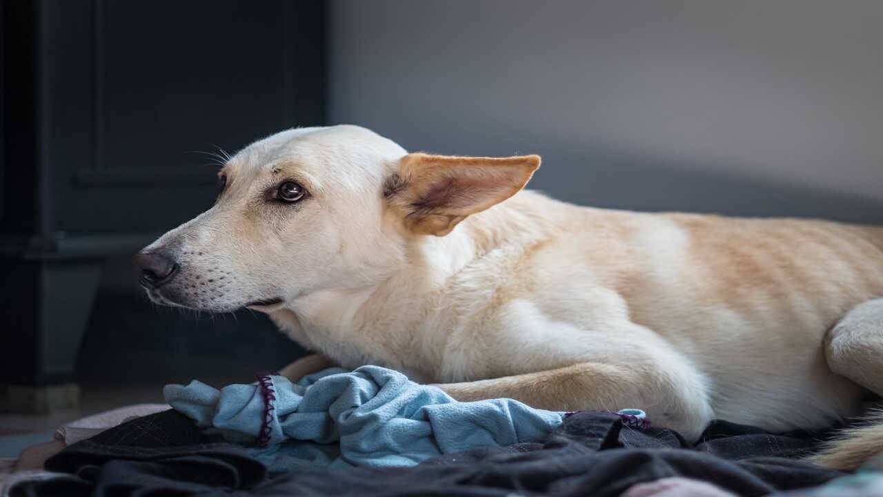 Fido spaventato cane paura phon