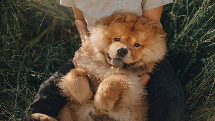razze cani pelo rosso