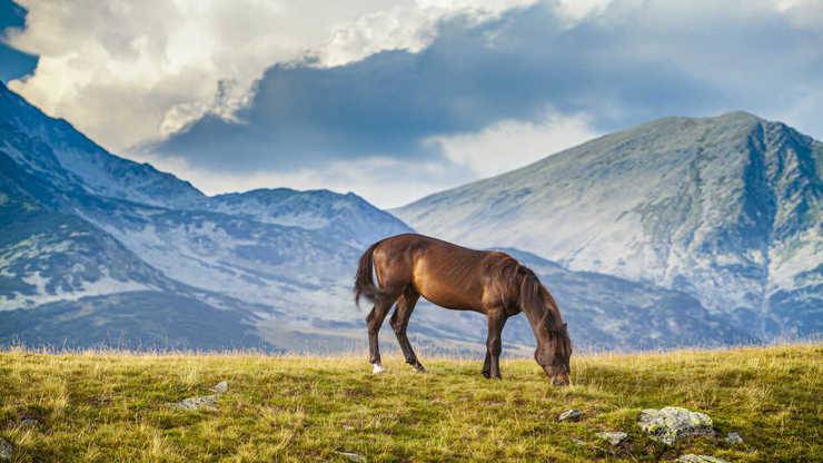 Cavallo che bruca cavallo sul prato