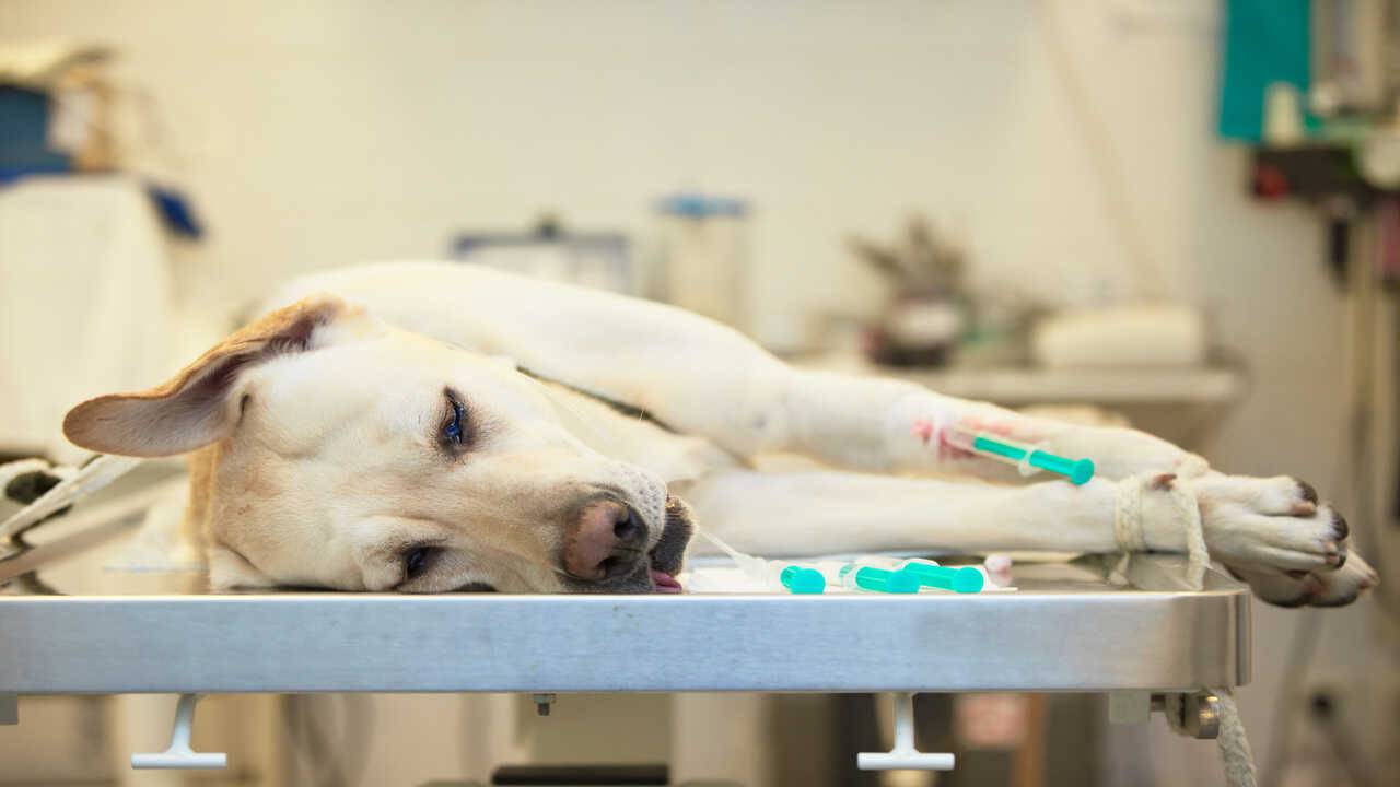 tumore cardiaco cane