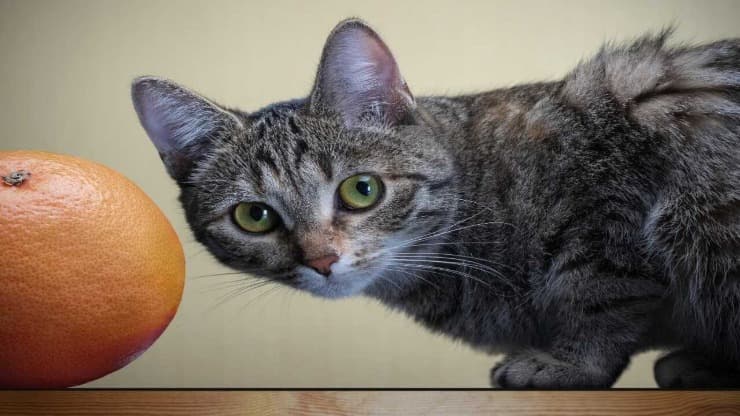 Gatto con pompelmo Il gatto può mangiare il pompelmo?