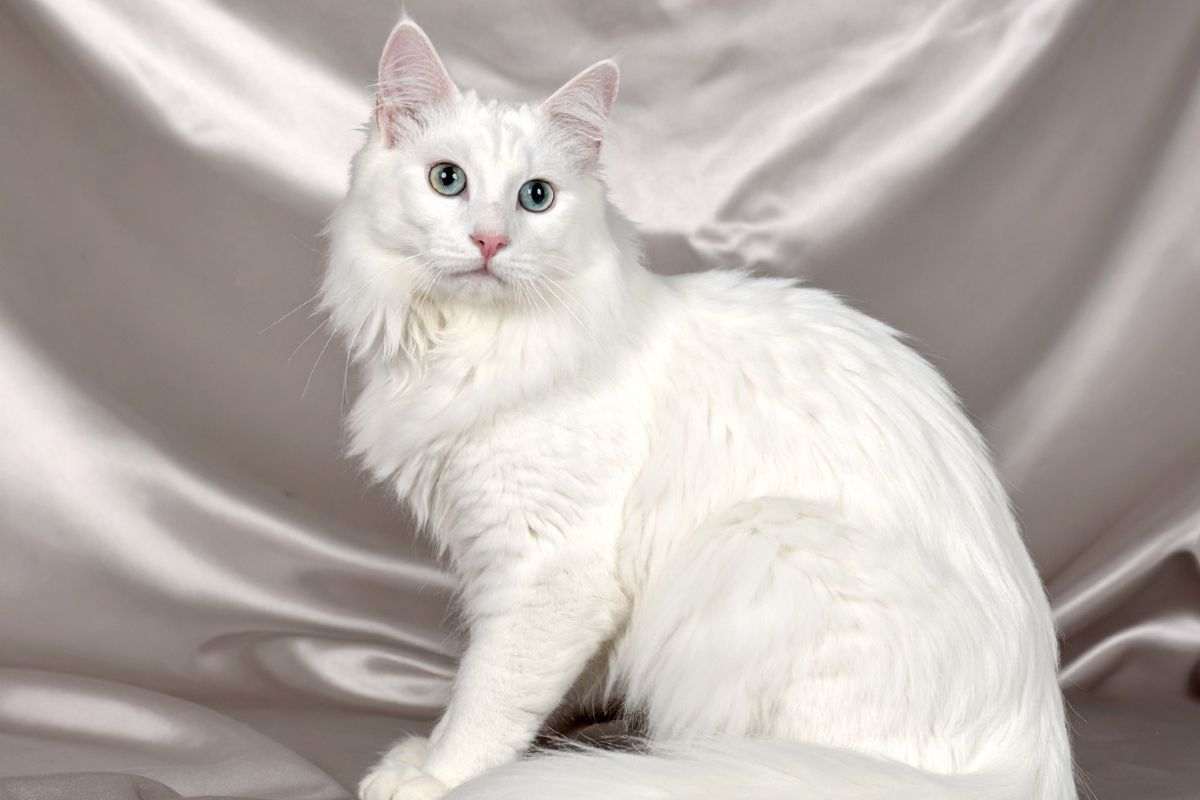 angora