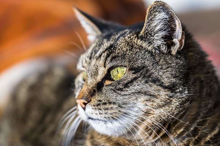 Sguardo del felino