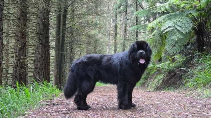 cane terranova predisposto a malattie terranova cane problemi salute malattie predisposizioni