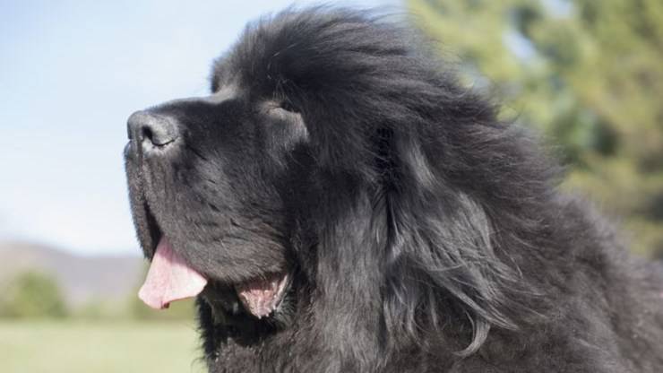 cura pelo cane terranova toelettatura bagnetto