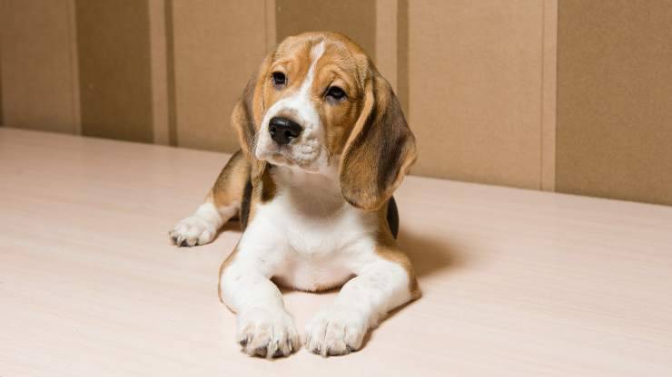 beagle