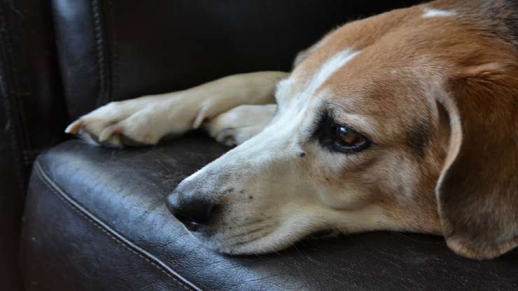 Cane pensieroso (Foto Pixabay)