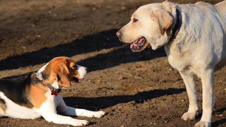 beagle e labrador