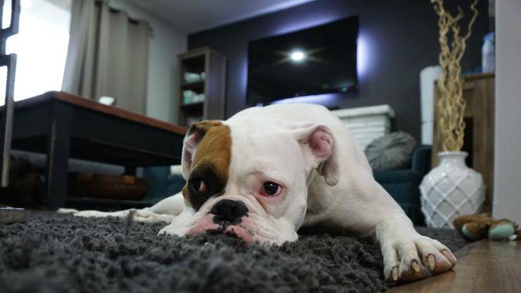 Cane triste (Foto Pixabay)