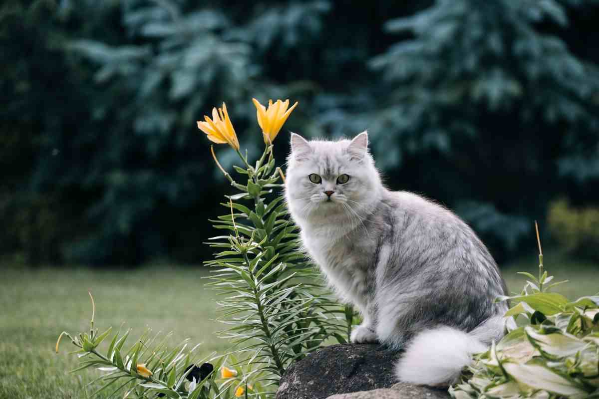 british longhair