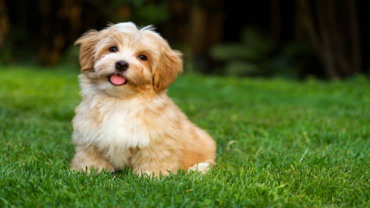 cane nel giardino Lettiera per il cane fai da te