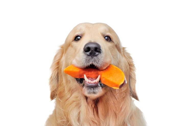cane mangia zucca