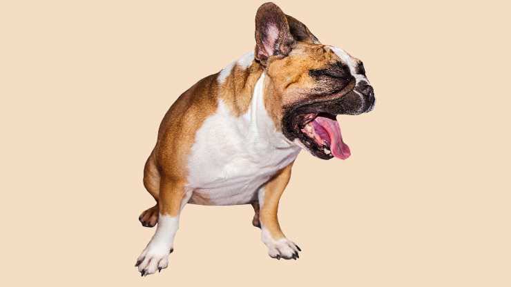 cane nausea