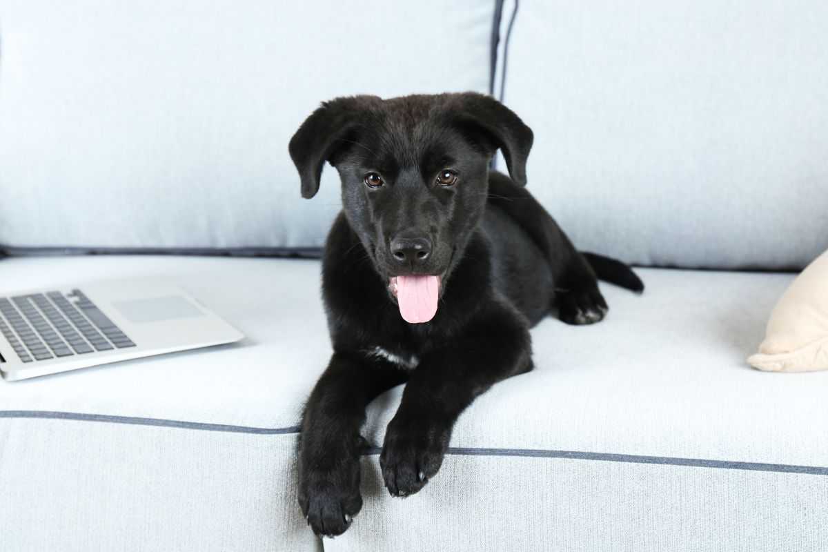 cane nero