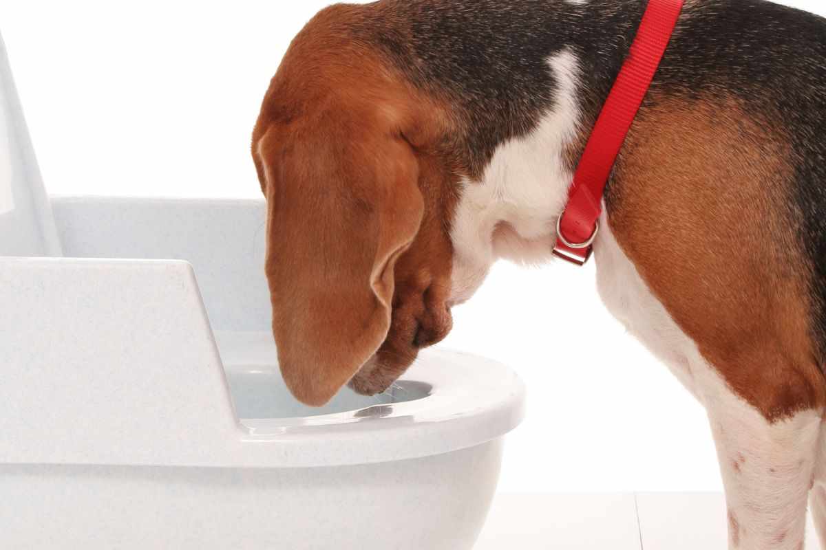 cane vomita in un water