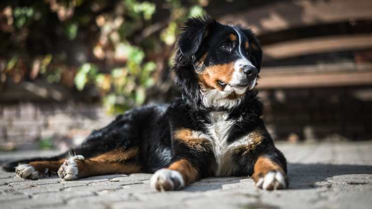 cane svizzero seduto a terra cani svizzeri