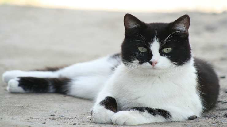 Gatto in posa (Foto Pixabay)