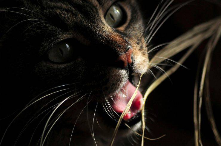 Gatto al buio