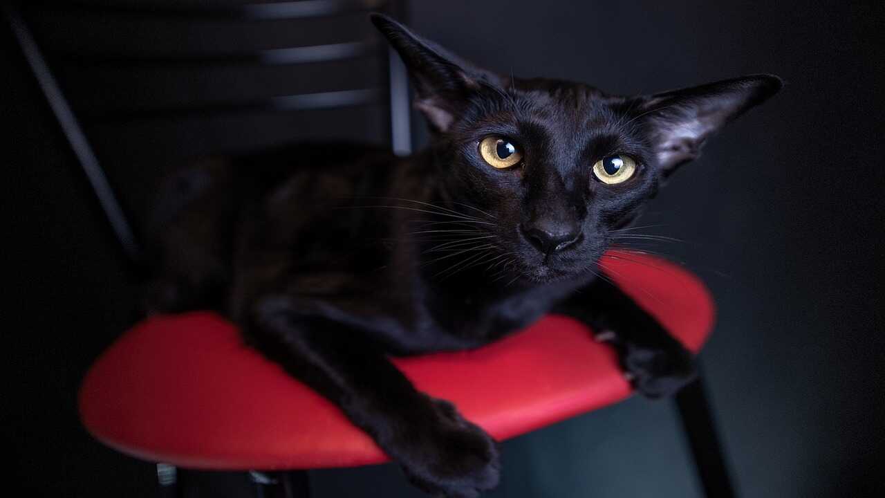 gatto orientale razze gatti orientali