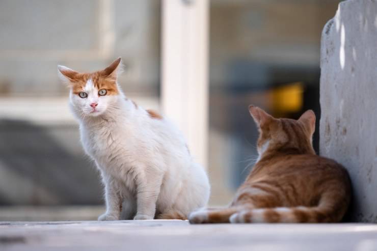 Il gatto urla quando si accoppia Il gatto urla quando si accoppia