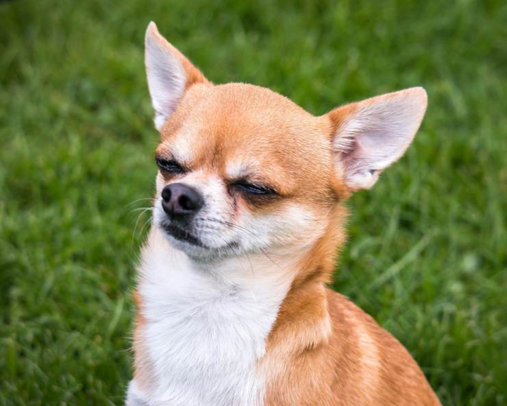 Cosa prova il cane quando lo guardiamo Cosa prova il cane quando lo guardiamo