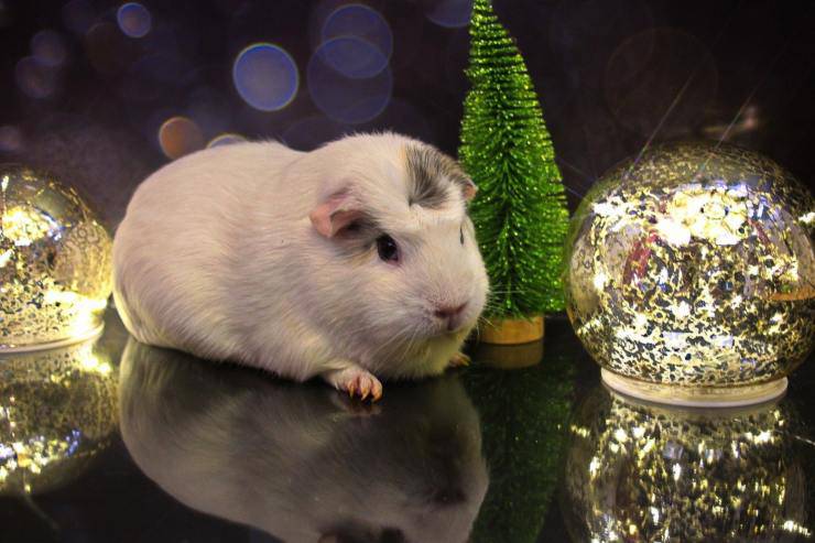 Animali che hanno paura del Capodanno Animali che hanno paura del Capodanno