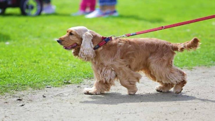 fido passeggia