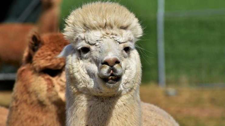 curiosità alpaca