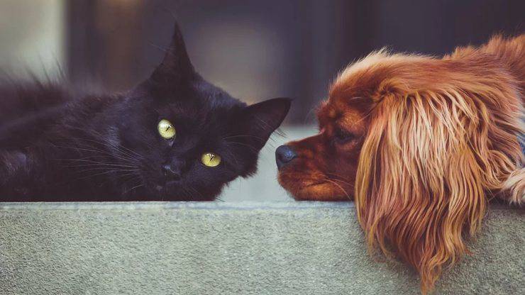 cane e gatto sul tappeto, come rimuovere i peli pulire peli cane gatto tappeto