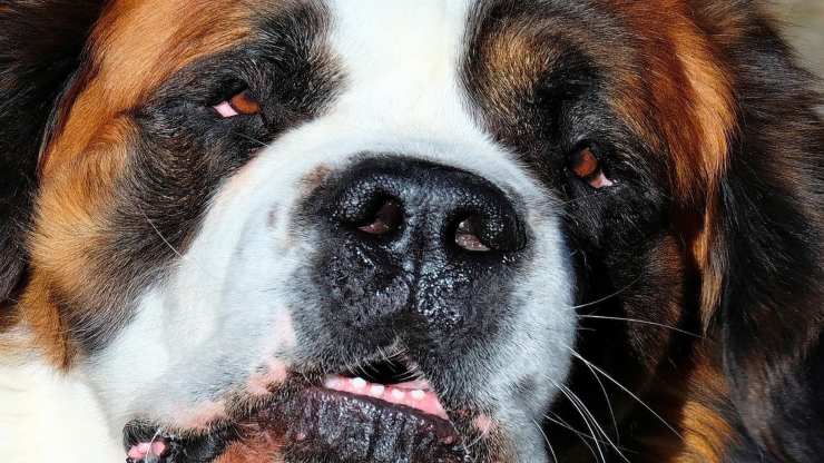 Il cane non deglutisce bene