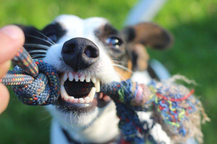 Cani dominanti