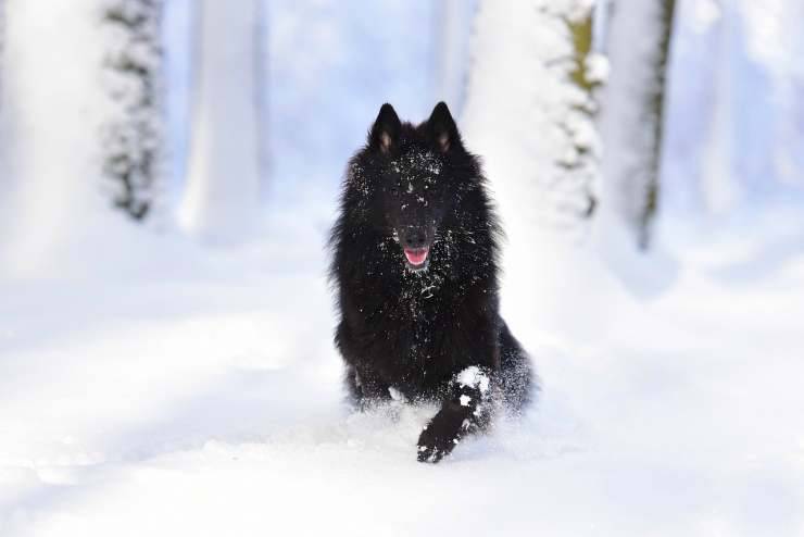 Cane che salta sula neve (Foto Pixabay)