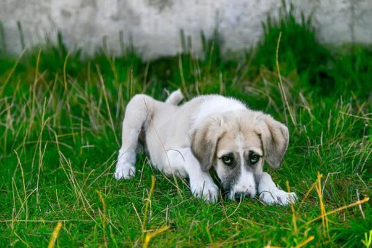 adottare cane randagio quanto vive
