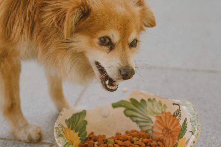 Il cane mangia il cibo del gatto Il cane mangia il cibo del gatto