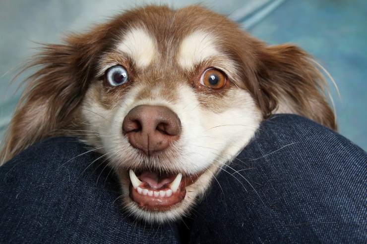 Fido con occhi bicolore