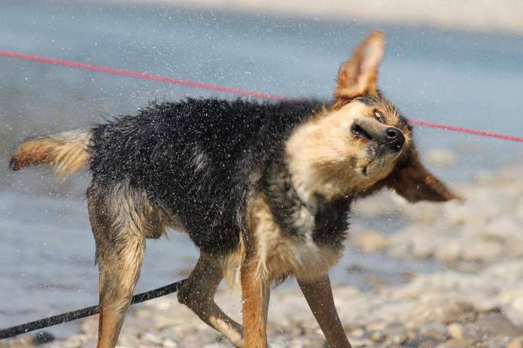 Cane si muove