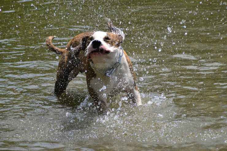 Fido si agita in acqua