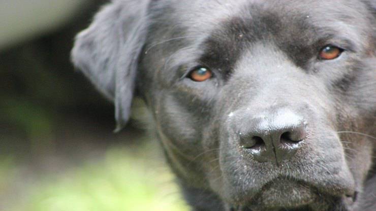 Cosa prova il cane quando lo guardiamo Cosa prova il cane quando lo guardiamo