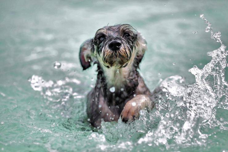 Fido che fa il bagno