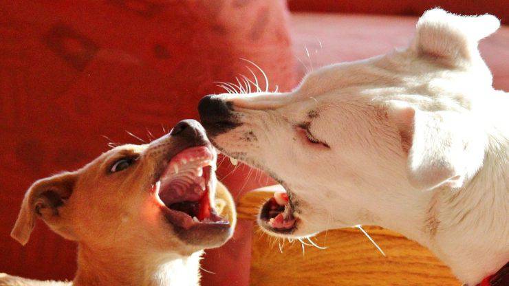 Razze di cani dominanti Razze di cani dominanti