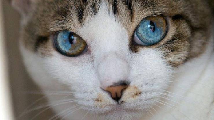 Gatti con occhi bicolore