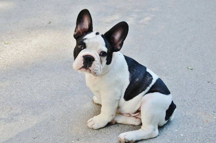 Adottare un Bulldog Francese bouledogue